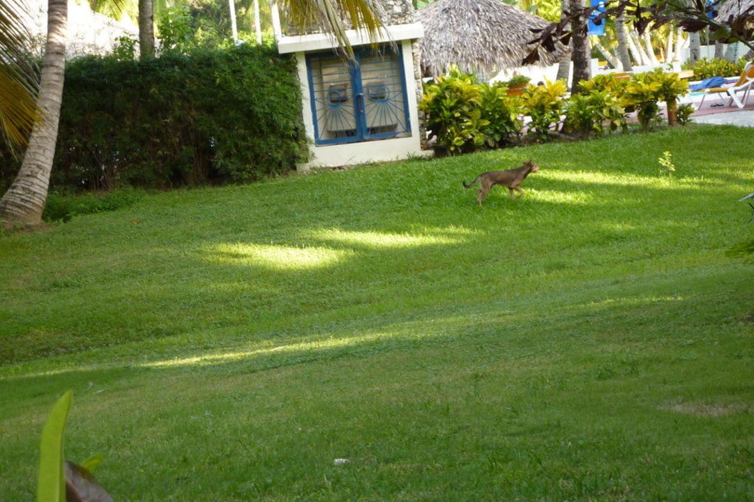 Blick Richtung Pool aus der Suite 206 Catalonia Punta Cana - All Inclusive