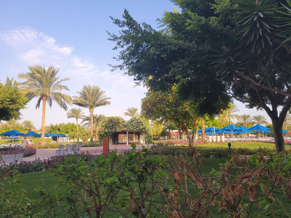 Gartenanlage Desert Rose