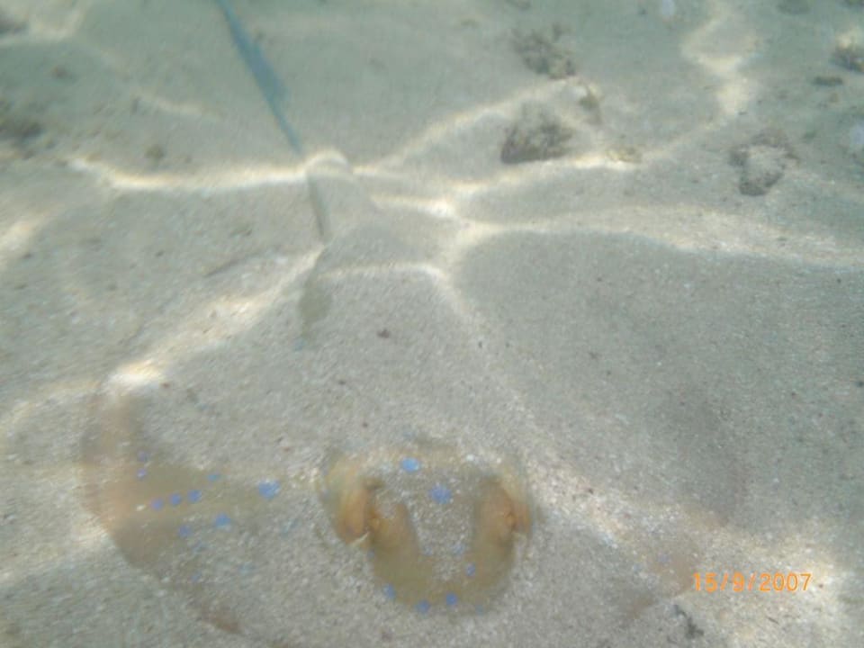 Blaupunktrochen in der Badewanne Sentido Akassia Beach