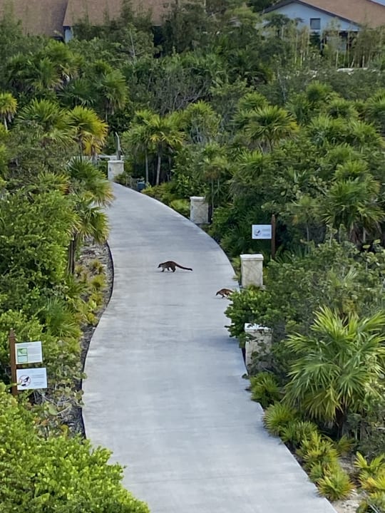 Gartenanlage Secrets Playa Mujeres Golf & Spa Resort - Adults only