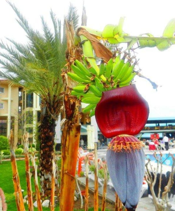 Garten Le Jardin Resort