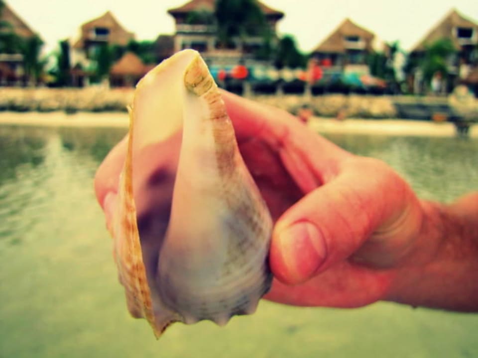 Unser Riesenmuschel  Hotel Villas Flamingos