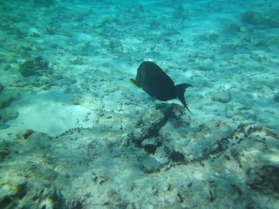 Einsamer Fisch Kuredu Island Resort & Spa