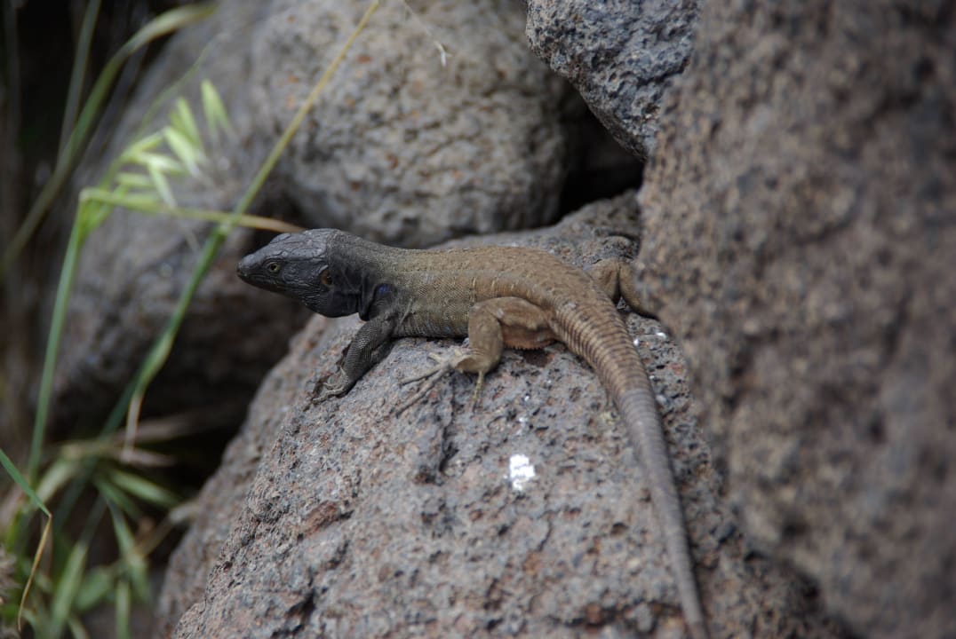 Überall zu finden Adrián Hoteles Colón Guanahaní - Adults only