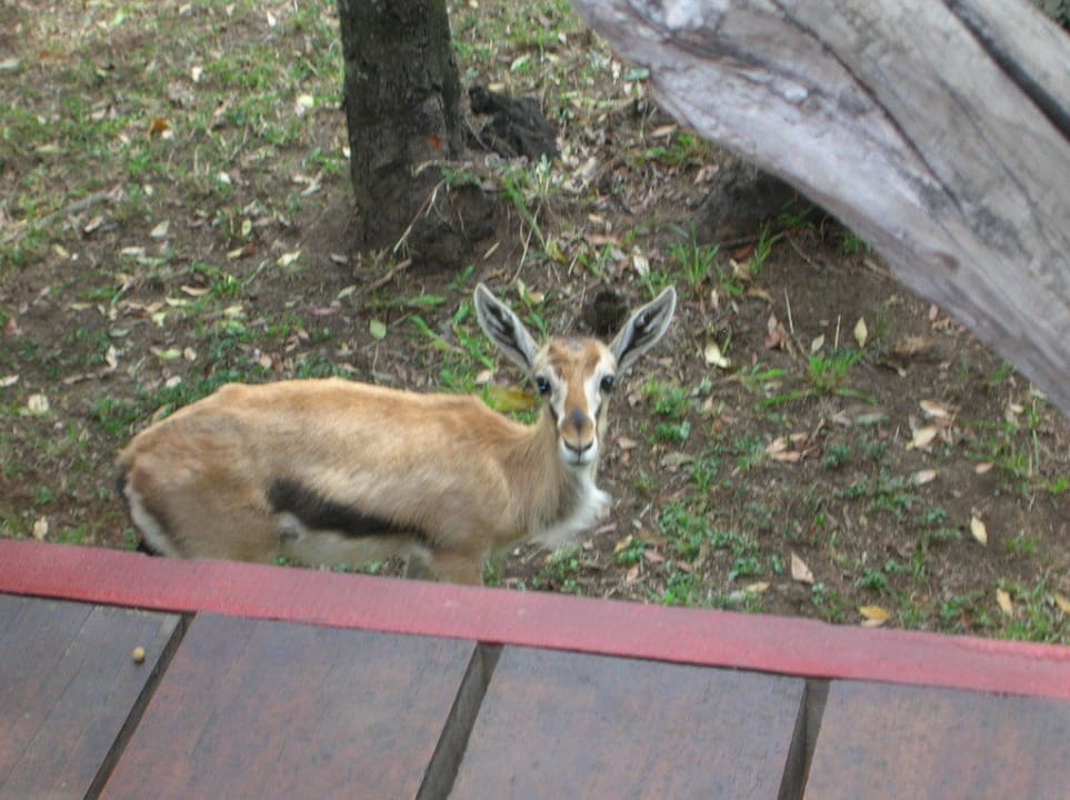 Wer kommt den da zu Besuch Royal Mara Safari Lodge