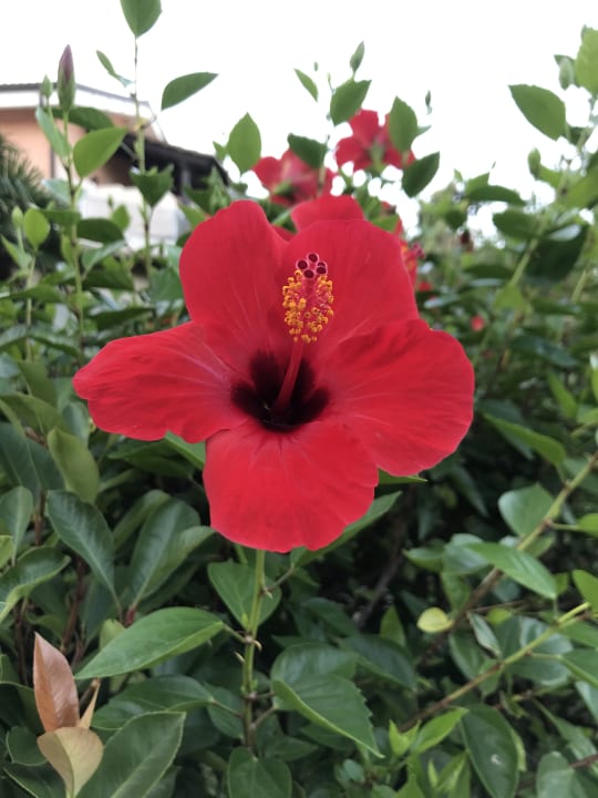 Gartenanlage BV Borgo del Principe