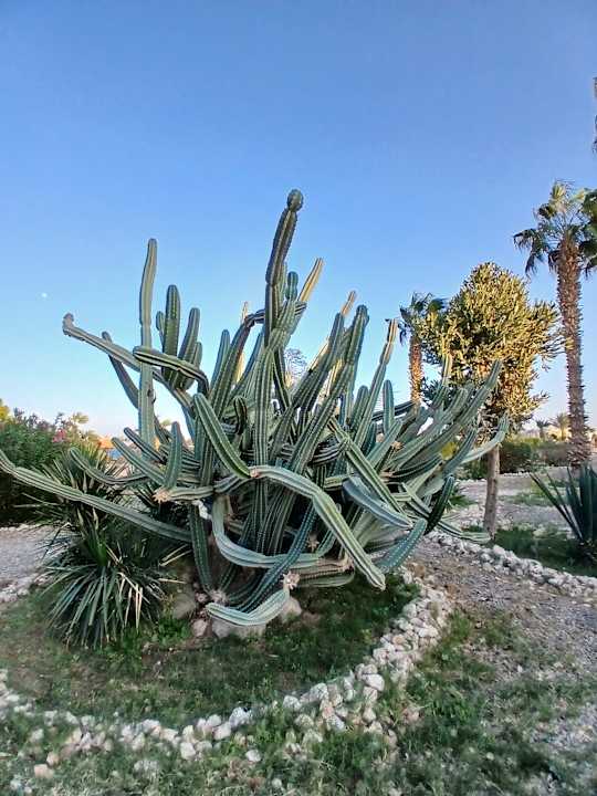 Gartenanlage Lotus Bay Beach Resort