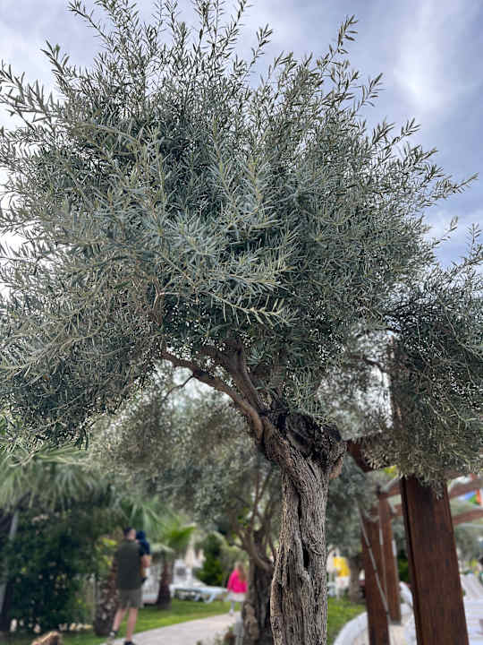 Gartenanlage Saturn Palace Resort Hotel