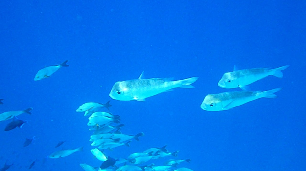 Schnapper NH Collection Maldives Reethi Resort