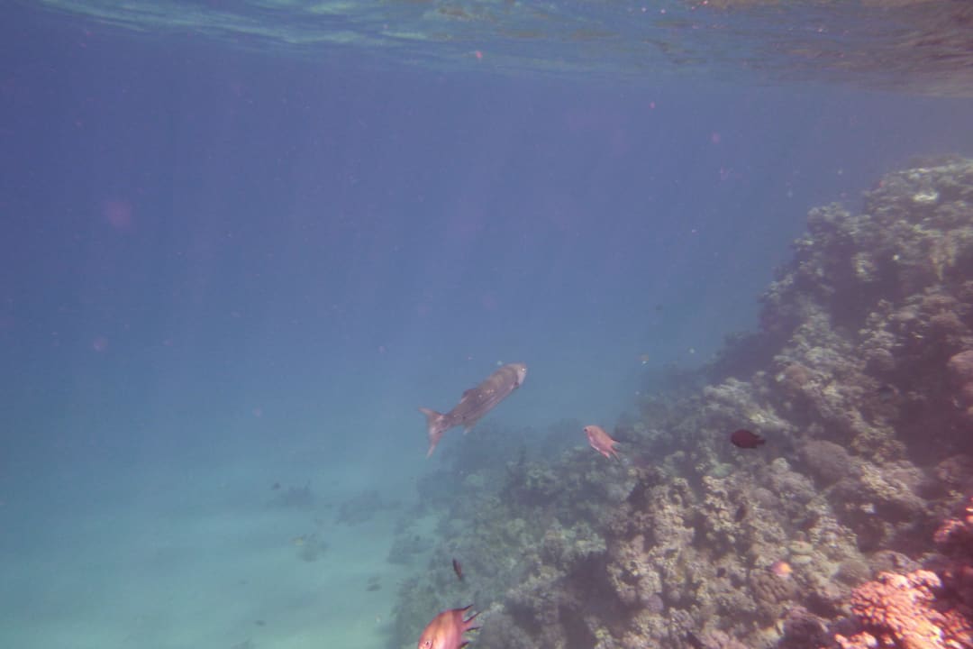 Barracuda Cleopatra Luxury Resort Makadi Bay