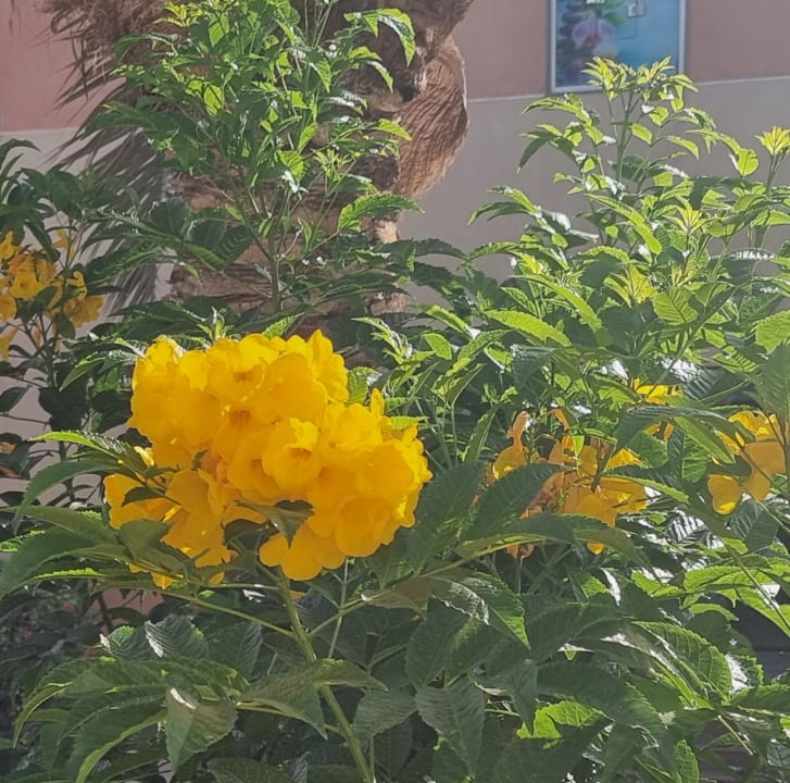 Gartenanlage Three Corners Sea Beach Resort