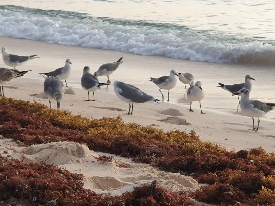 Strand Hotel Riu Palace Riviera Maya