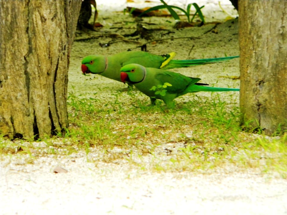 Inselbewohner Summer Island Maldives