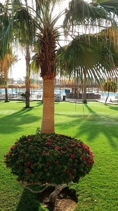 Garten bunt und schön Three Corners Sea Beach Resort