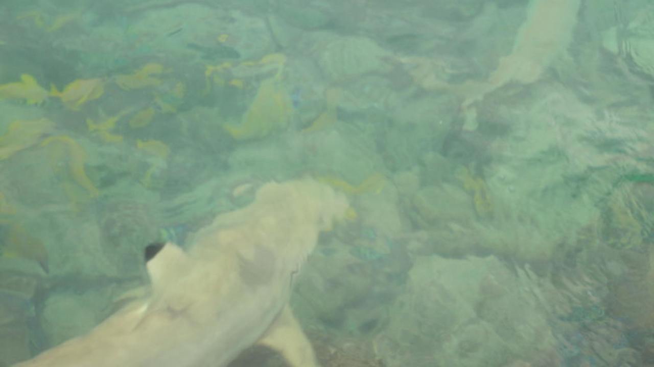 Haie Summer Island Maldives