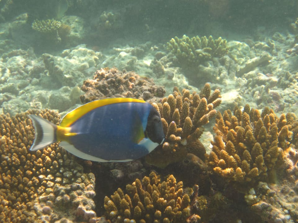 Fisch Adaaran Select Hudhuran Fushi - Premium All Inclusive