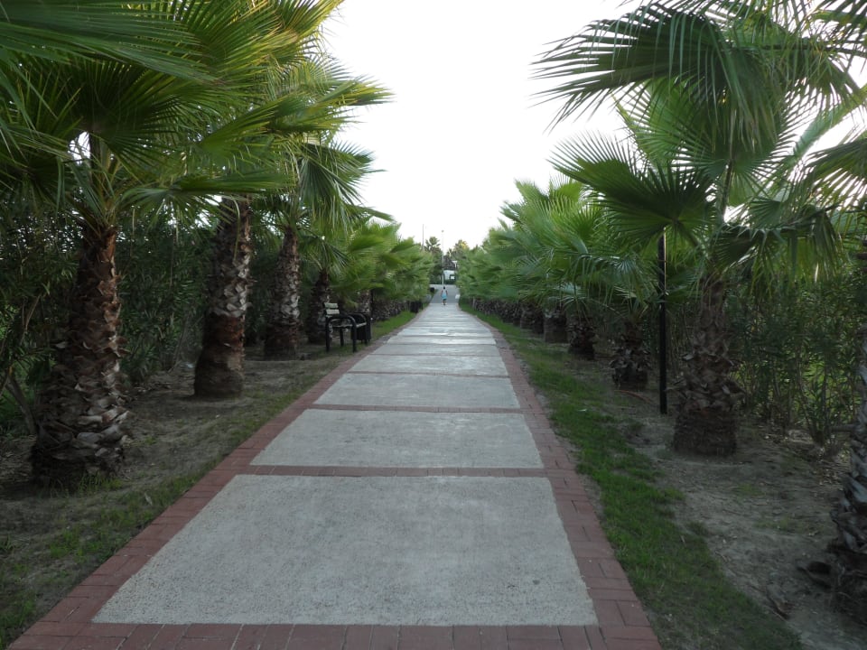 Palmenidylle - Weg zum Strand Alba Resort Hotel