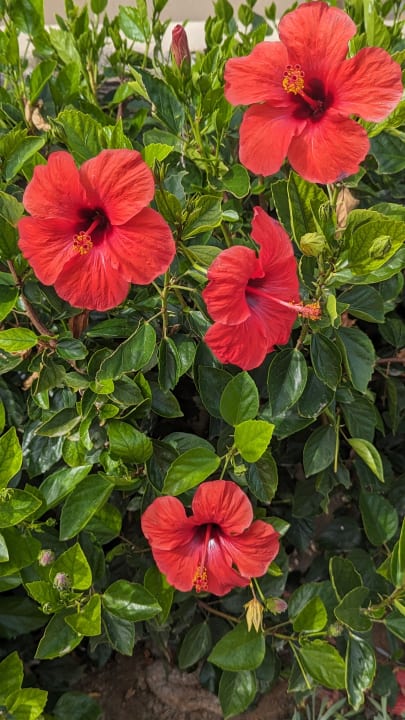 Gartenanlage Seaside A Lifestyle Resort