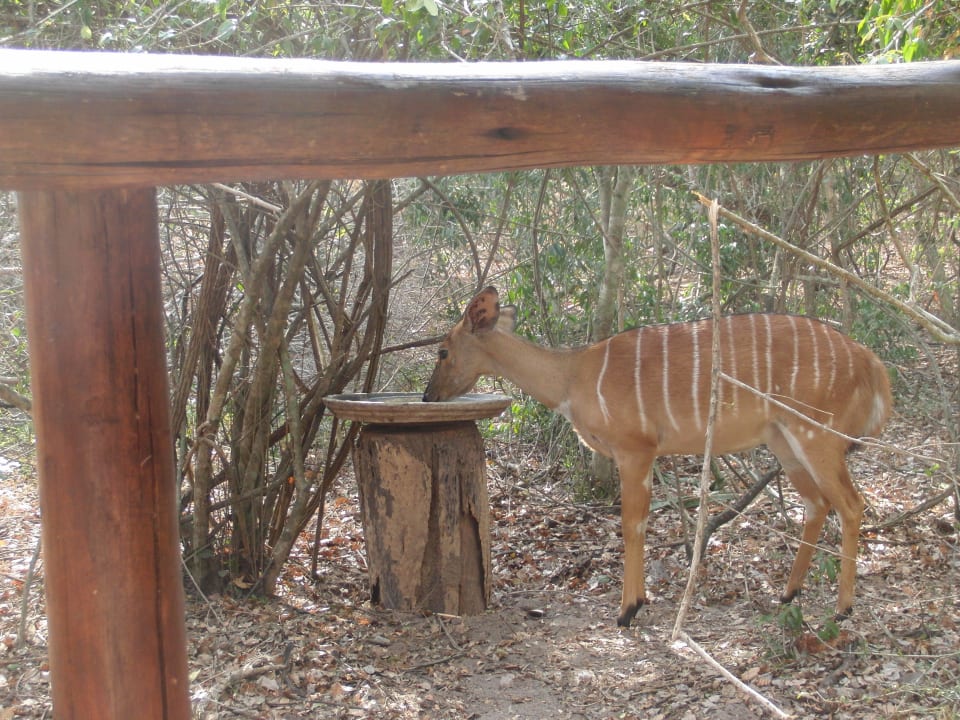 Nyala vor unserer Veranda Game Lodge Tembe National Elephant Park
