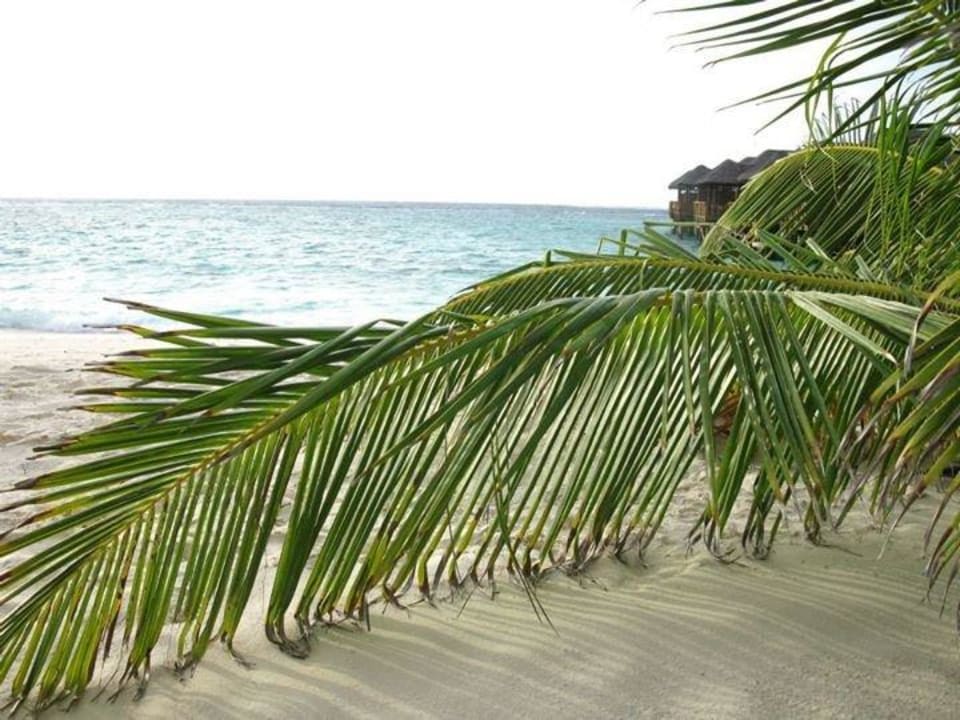 Traumhaft  Fihalhohi Maldives