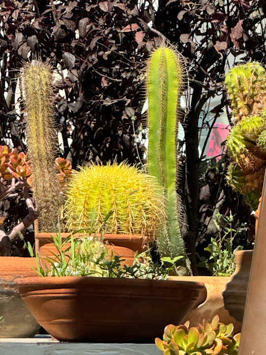 Gartenanlage Albatros Spa & Resort Hotel