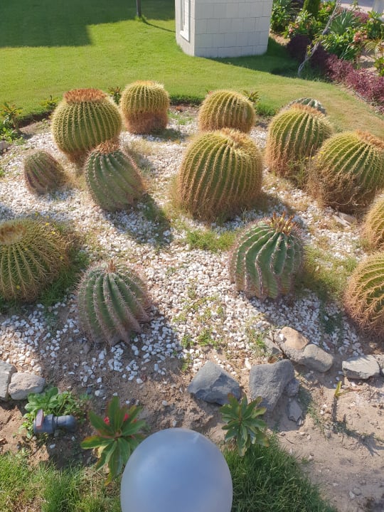 Gartenanlage Pickalbatros Dana Beach Resort - Hurghada