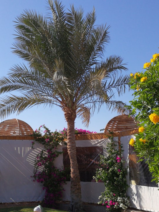 Gartenanlage Desert Rose