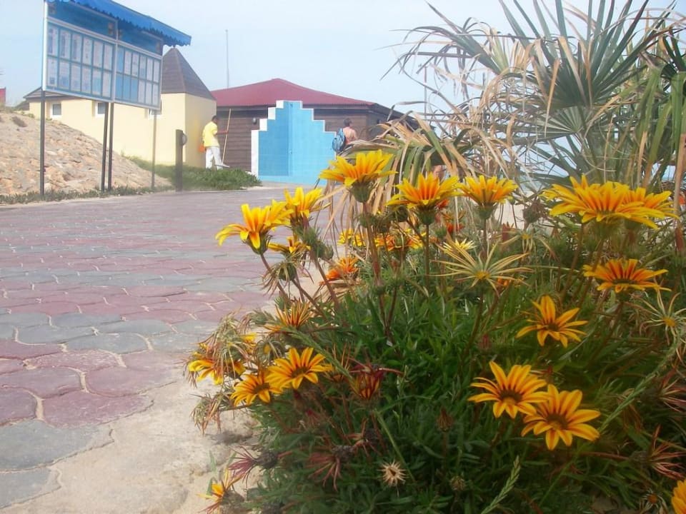 Blumen geschmückter Weg zum Strand TUI MAGIC LIFE Penelope Beach