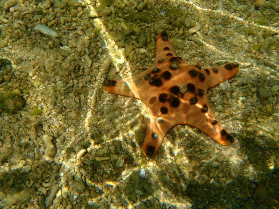 Wasser Hotel Siladen Resort & Spa