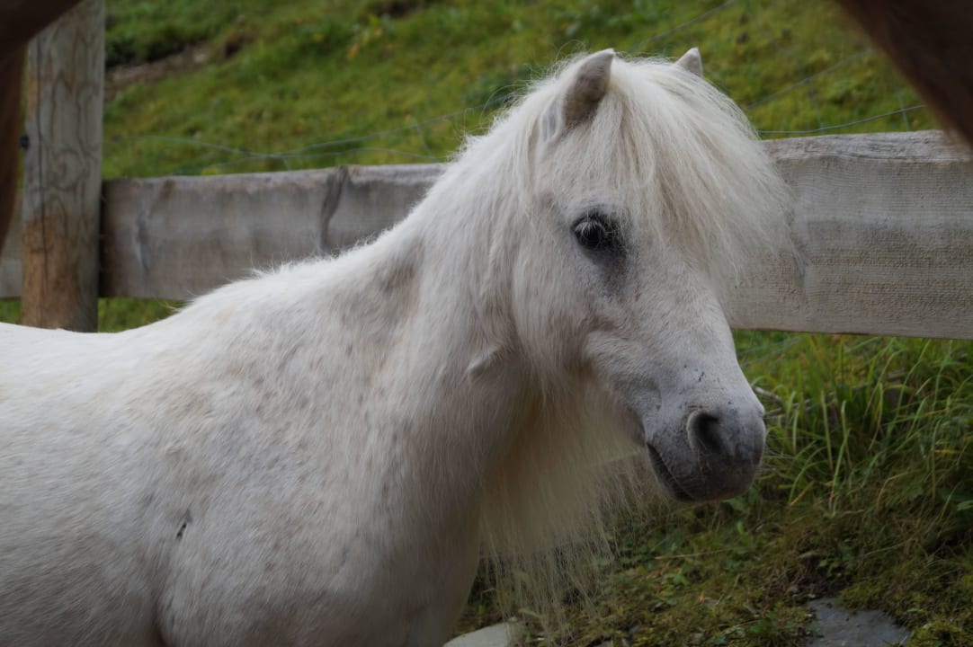 Pony Luggy Familienresort Ellmauhof – das echte All Inclusive