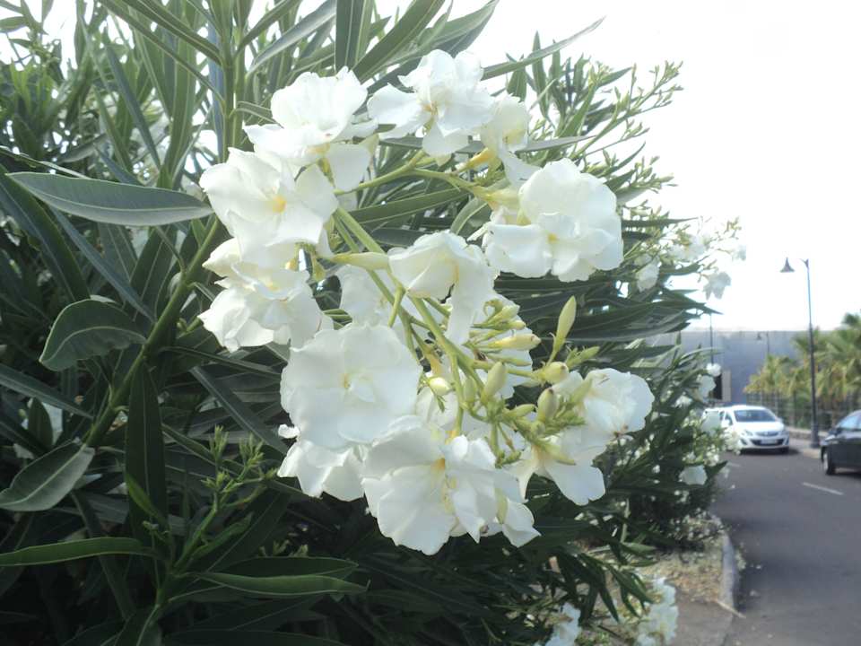 Alles schön La Palma Princess