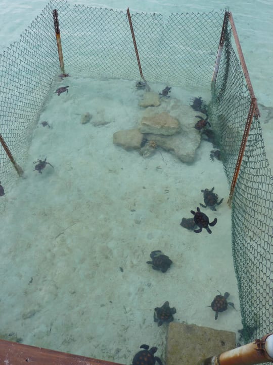 Schildkrötenaufzucht Eri Maldives