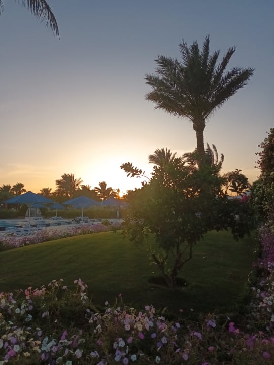 Ausblick Desert Rose