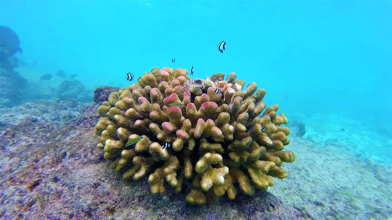 Sport & Freizeit Summer Island Maldives