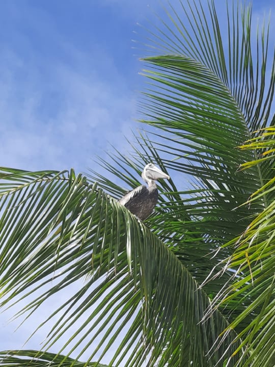 Gartenanlage Hotel Viva Dominicus Palace by Wyndham-All Inclusive Resort