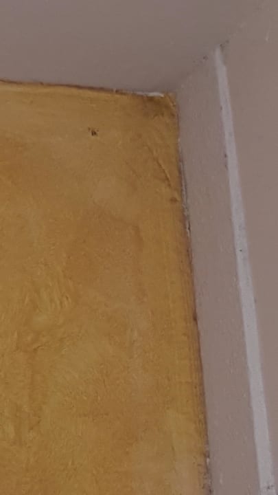 Spinnweben MLL Palma Bay Club Resort