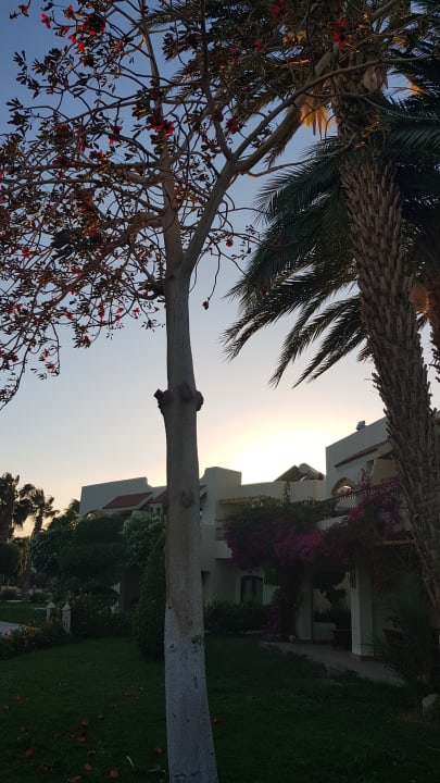 Palmengarten beim Sonnenuntergang  Lotus Bay Beach Resort
