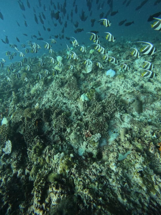 Sport & Freizeit Hotel Riu Palace Maldivas