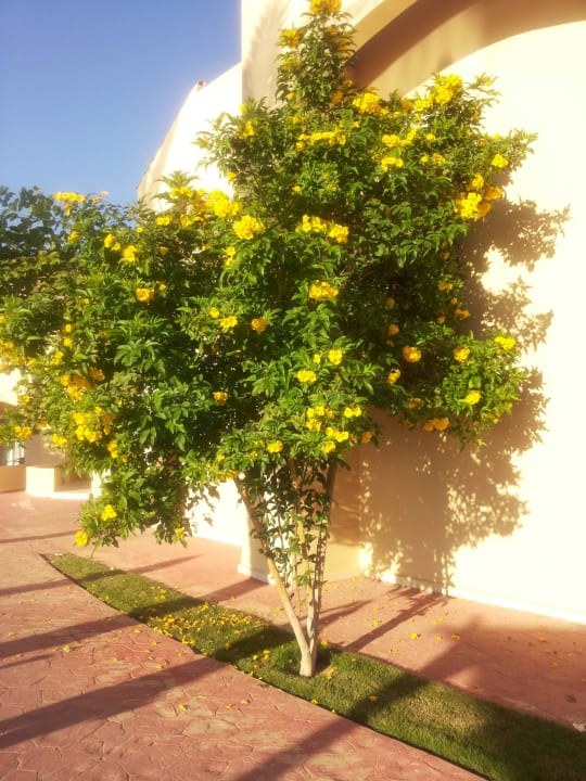 Cleopatra Luxury Resort Makadi Bay Cleopatra Luxury Resort Makadi Bay