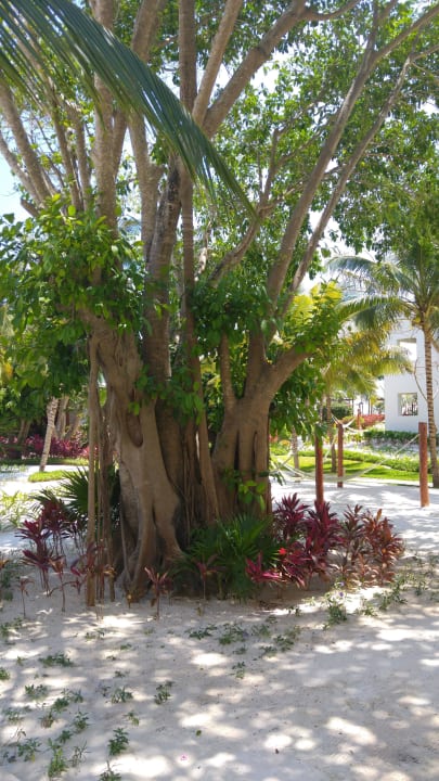 Gepflegter Garten und Hängematten Akumal Bay Beach & Wellness Resort