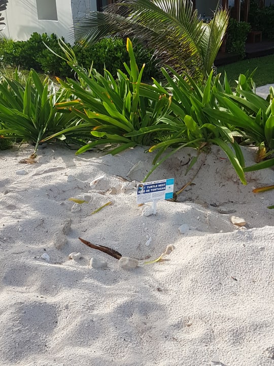 Strand Akumal Bay Beach & Wellness Resort