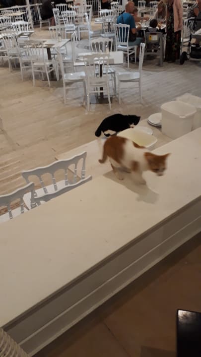 Gastro Olympian Bay Grand Resort