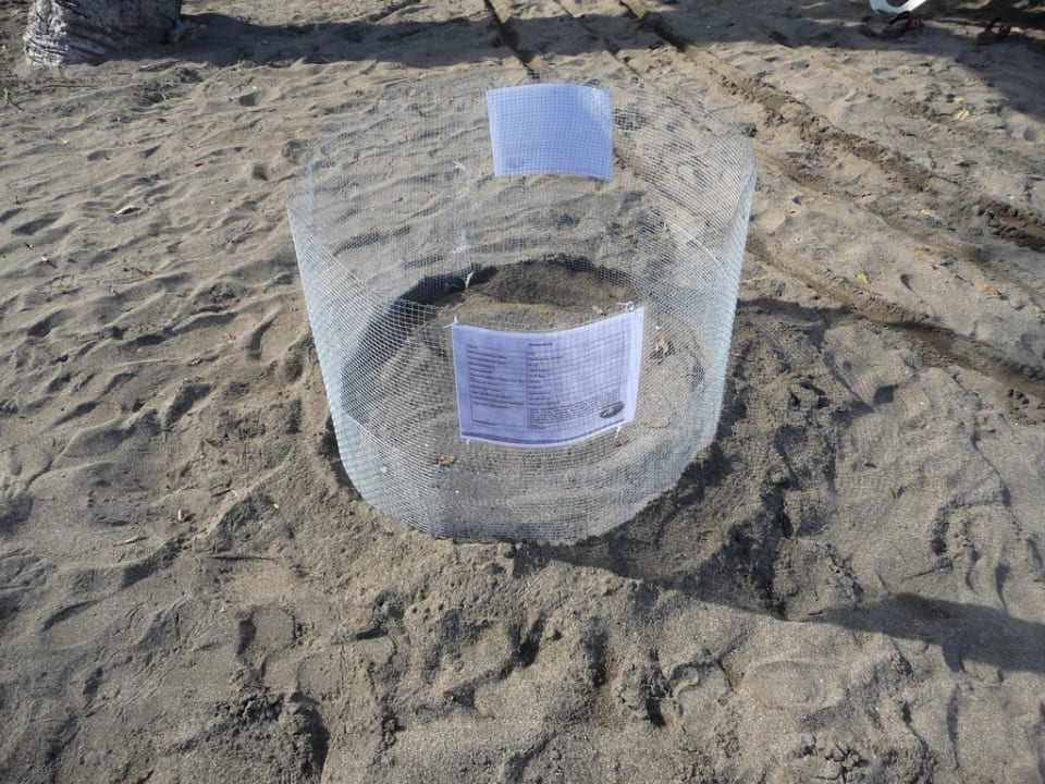  Eiablage der Schilkröte Hotel Riu Guanacaste