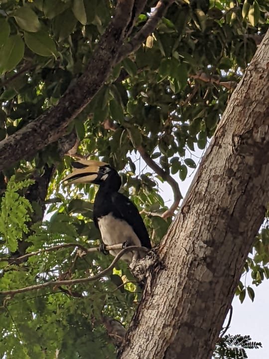 Gartenanlage Berjaya Langkawi Resort