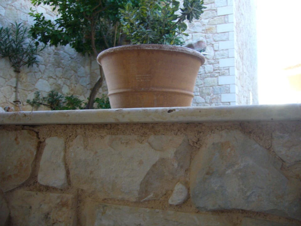 5Sterne Balkon Cactus Royal