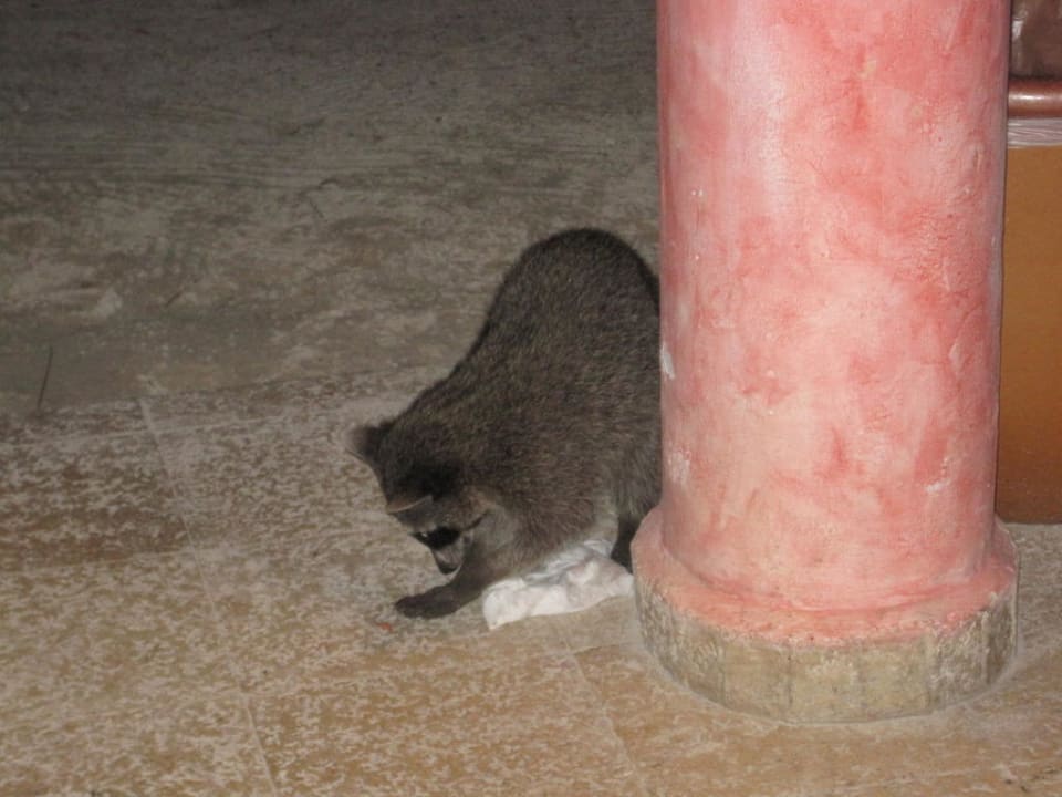 Freunde der Nacht Grand Palladium Select White Sand Resort & Spa