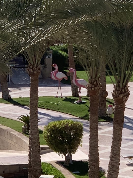 Gartenanlage Hotel JAZ Makadi Star & Spa