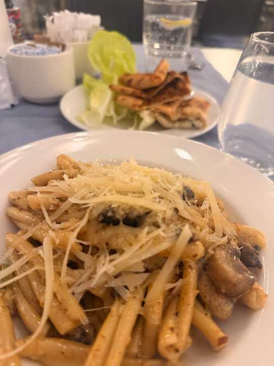 Gastro Seashell Vega