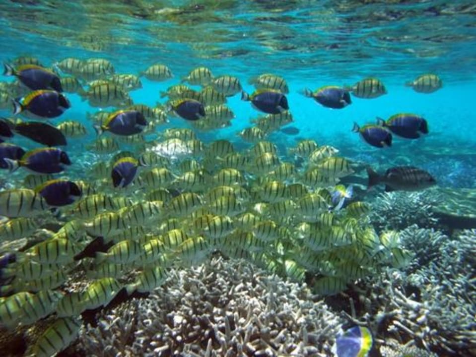 Unterwasser Eri Maldives