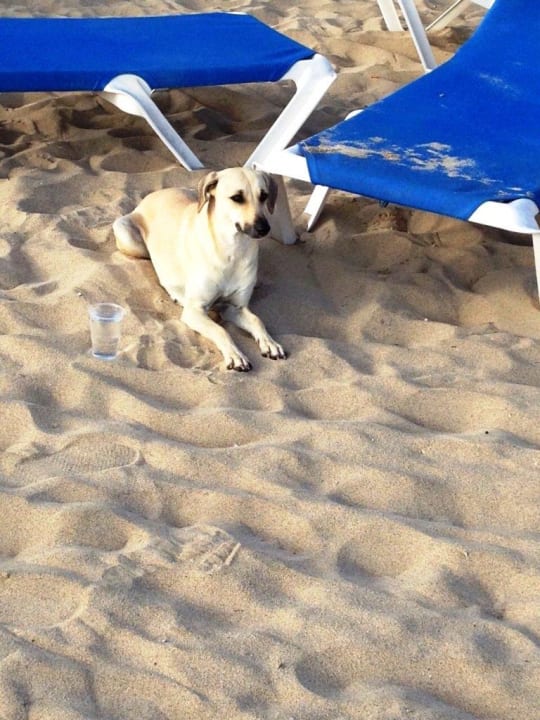 Hund am Strand Hotel Riu Funana